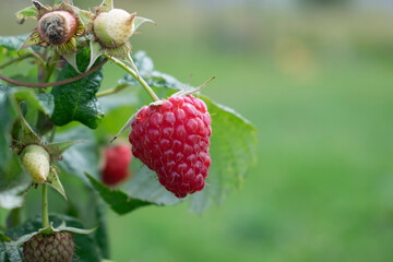 Ripe Red Raspberry Berry on a Branch