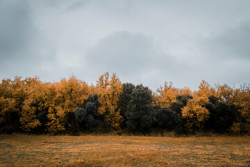 Fototapeta premium Trees in autumn in nature on a foggy day