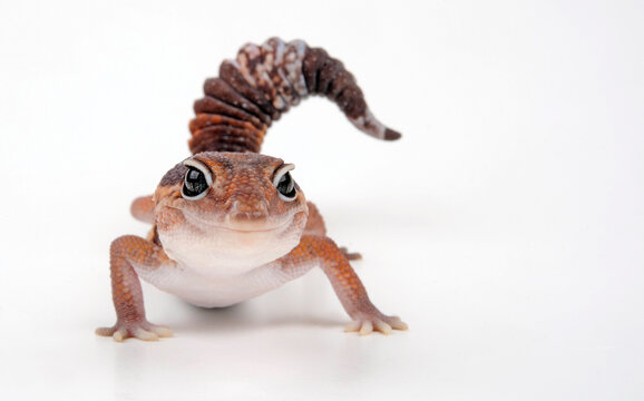 Afrikanischer Fettschwanzgecko // African fat-tailed gecko (Hemitheconyx caudicinctus)