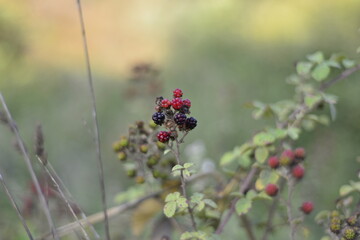 wild red berry berries plants 