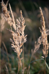 Dry grass with green bokeh