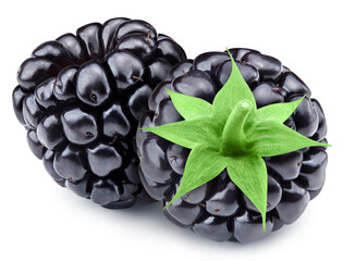 Fresh organic blackbery isolated on white background