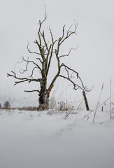 Fototapeta na wymiar Drzewo w Czarnym Dunajcu