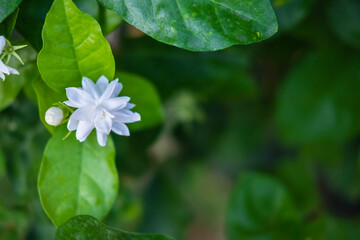 close up  jasmine flowers in a garden