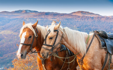 Animal. Horse in autumn