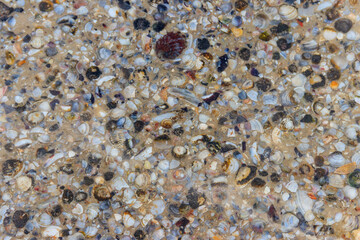 Background of the sea shells