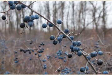 Blue berries of blackthorn ripen on bushes