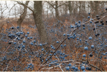 Blue berries of blackthorn ripen on bushes