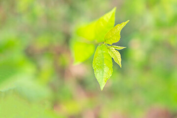  Close-up Young leaf background