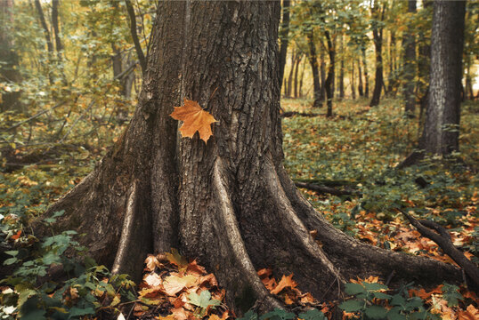 leaves in autumn. A maple leaf lies on a tree trunk
