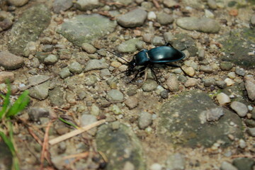 Spondylis buprestoides, shiny black beetle with large mandibles