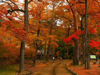 Fototapeta premium Walkway through autumnal trees (Tochigi, Japan)