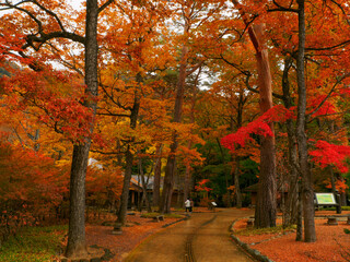 Walkway through autumnal trees (Tochigi, Japan)