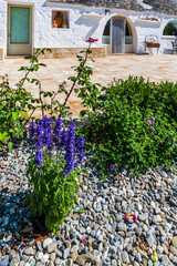 Olive trees and trulli of the Itria valley. Puglia