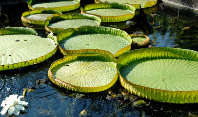 Aquatic or hydrophyte plants are a particular category of plants that float on the surface of the water like the giant leaves of Victoria Waterlily in ponds.