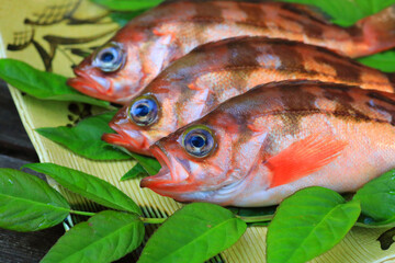 Japanese rockfish or Japanese sea perch (Sebastes cheni)