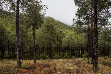 Obraz premium Trees in autumn in nature on a foggy day