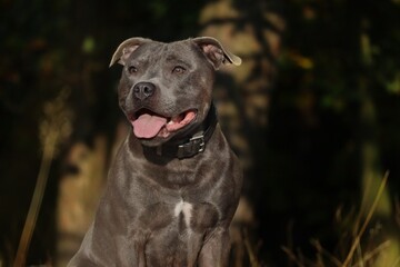 Happy English Staffordshire Bull Terrier in Sunny Nature. Close-up of Blue Staffy Outside.