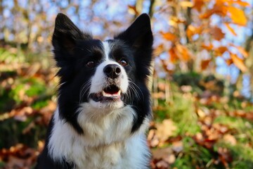 Close-up of Attentive Border Collie in Sunny Autumn Forest. Portrait of Head of Black and White Dog in Nature during Fall Season.