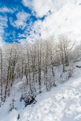 Winter snow covered trees in the  mountains