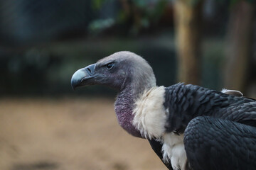 White-rumped vulture closeup shot