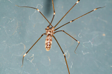 Spider, macro photograph of a spider showing all its details, low depth of field, selective focus.