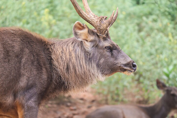 Sambar deer in a forest