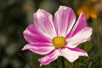 Obraz premium pink cosmea on italian alps