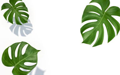 Monstera leaves or Swiss cheese plant on white background 3d rendering. 3d illustration tropical tree template for beauty cosmetics products minimal style concept.
