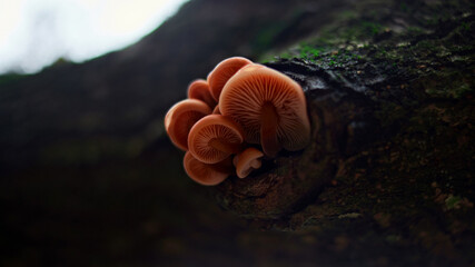 Small  mushrooms nature forest, strong increase in poisonous mushrooms mold
