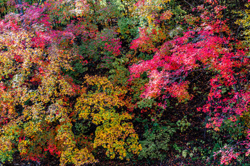 Picturesque landscape of red leaves in Yunling, Liuhe, Jilin, China