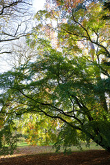 tree branches of Platanus Orientalis or Oriental plane in a landscaped park
