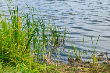 calm ripples on the surface of the river near the bank with tall green grass