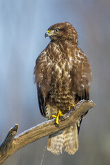 Mäusebussard (Buteo buteo)
