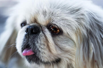Close up portrait of a white dog
