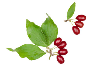The fruits of dogwood isolated on white background, top-down