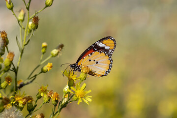 Sultan butterfly / Danaus chrysippus