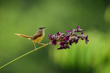 A Yellow-bellied Prinia bird on a branch

