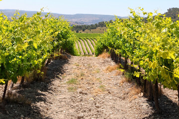 Fototapeta na wymiar Green vineyards. Agricultural valley. Emek Sorek. Judean Hills. Judean Mountains. Israel 
