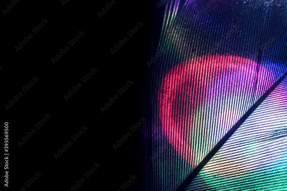 Poster Close up Bird feather multi colored  light. Beautiful background pattern texture for design. Macro photography view.