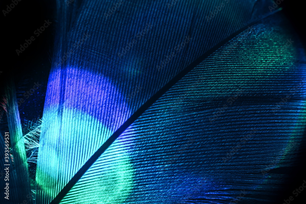 Poster Close up Bird feather multi colored  light. Beautiful background pattern texture for design. Macro photography view.