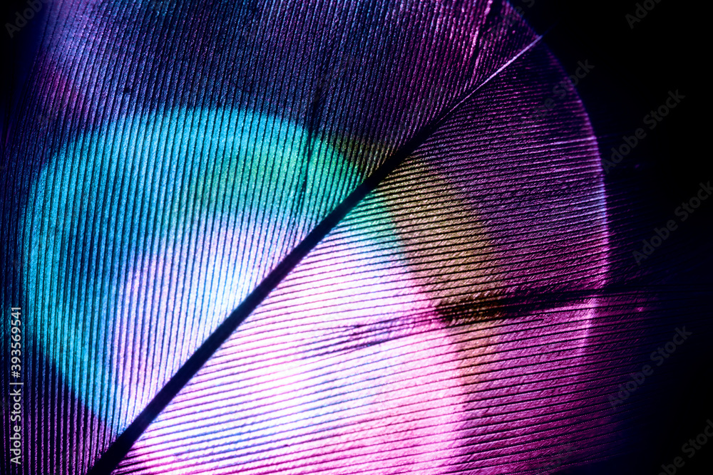 Aufkleber Close up Bird feather multi colored  light. Beautiful background pattern texture for design. Macro photography view.