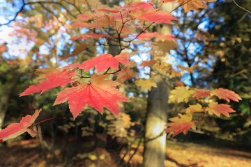 Close-up of the Acer Japonicum orange gold Leaves or Full moon Maple