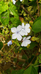white frangipani flower