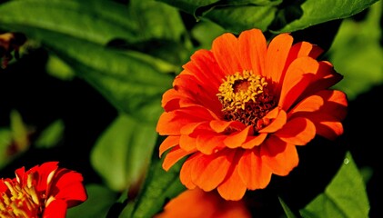   Bodensee Mainau  Blumen Insel