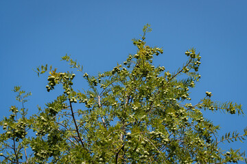 Bald cypress Taxodium Distichum (swamp, white-cypress, gulf or tidewater red cypress) is green tree against siengo sky background. Close-up. City Park Krasnodar or Galician Park. Landscape park.