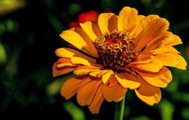   Bodensee Mainau  Blumen Insel