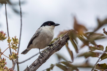Fototapeta premium Black backed Puffback standing on a branch isolated in Kruger National park, South Africa ; Specie Dryoscopus cubla family of Malaconotidae