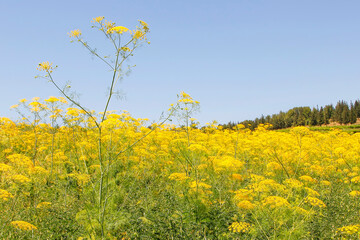 Dill. Fennel. Plants blossom with yellow flower heads grow in the field under the blue sky