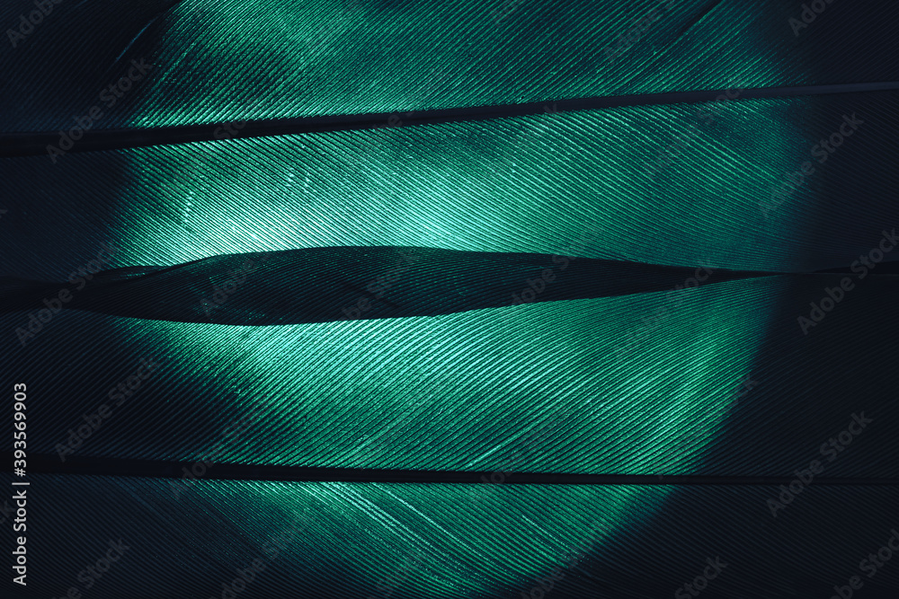 Poster Bird feather neon green colored light. Beautiful background pattern texture for design. Macro photography view.